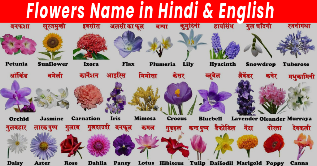 Flowers Name in Hindi & English